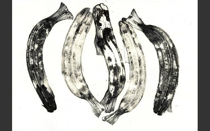 fish & banananas