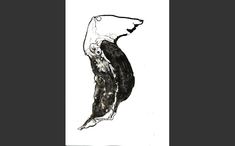 fish & banananas
