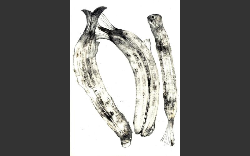 fish & bananas № 6	2017	Tusche, Farbstift auf Papier	29,7X21 cm - fish & banananas